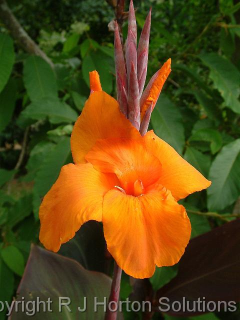 Canna Orange